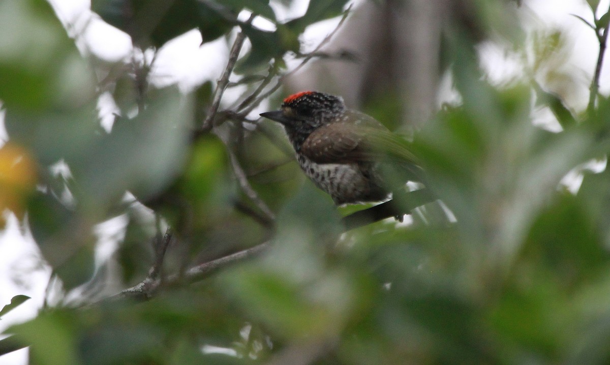 White-wedged Piculet - ML78302731