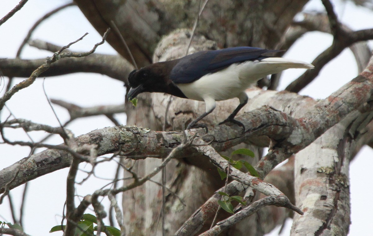 Curl-crested Jay - ML78302821