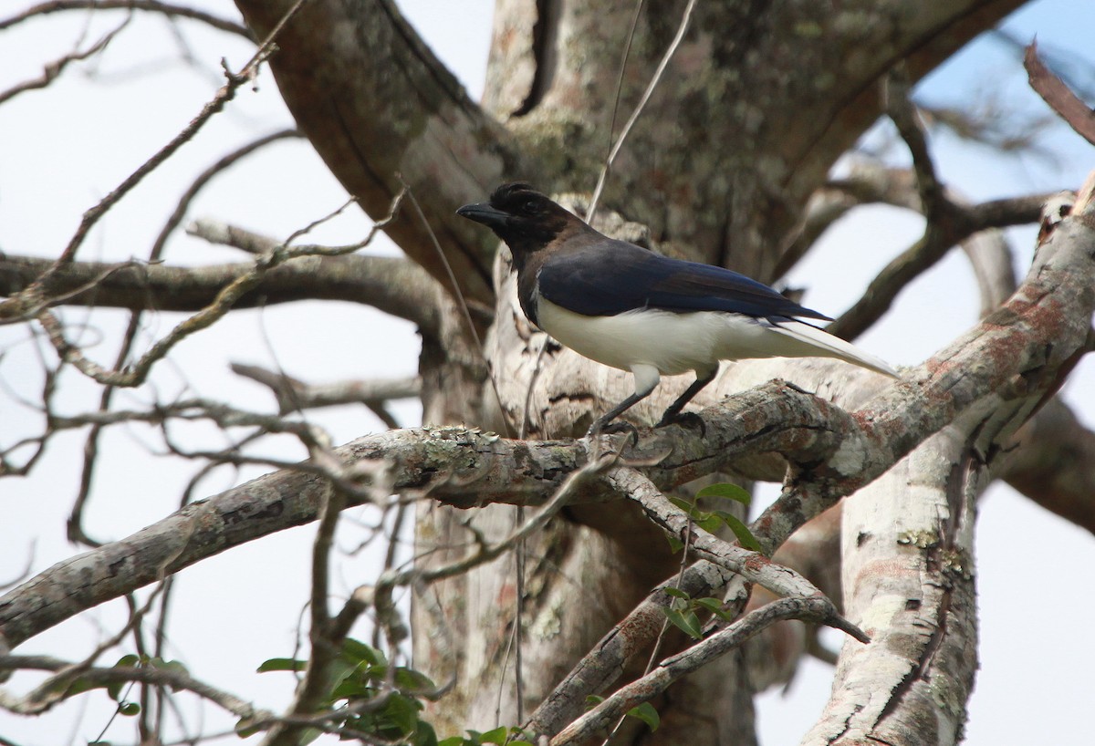 Curl-crested Jay - ML78302841