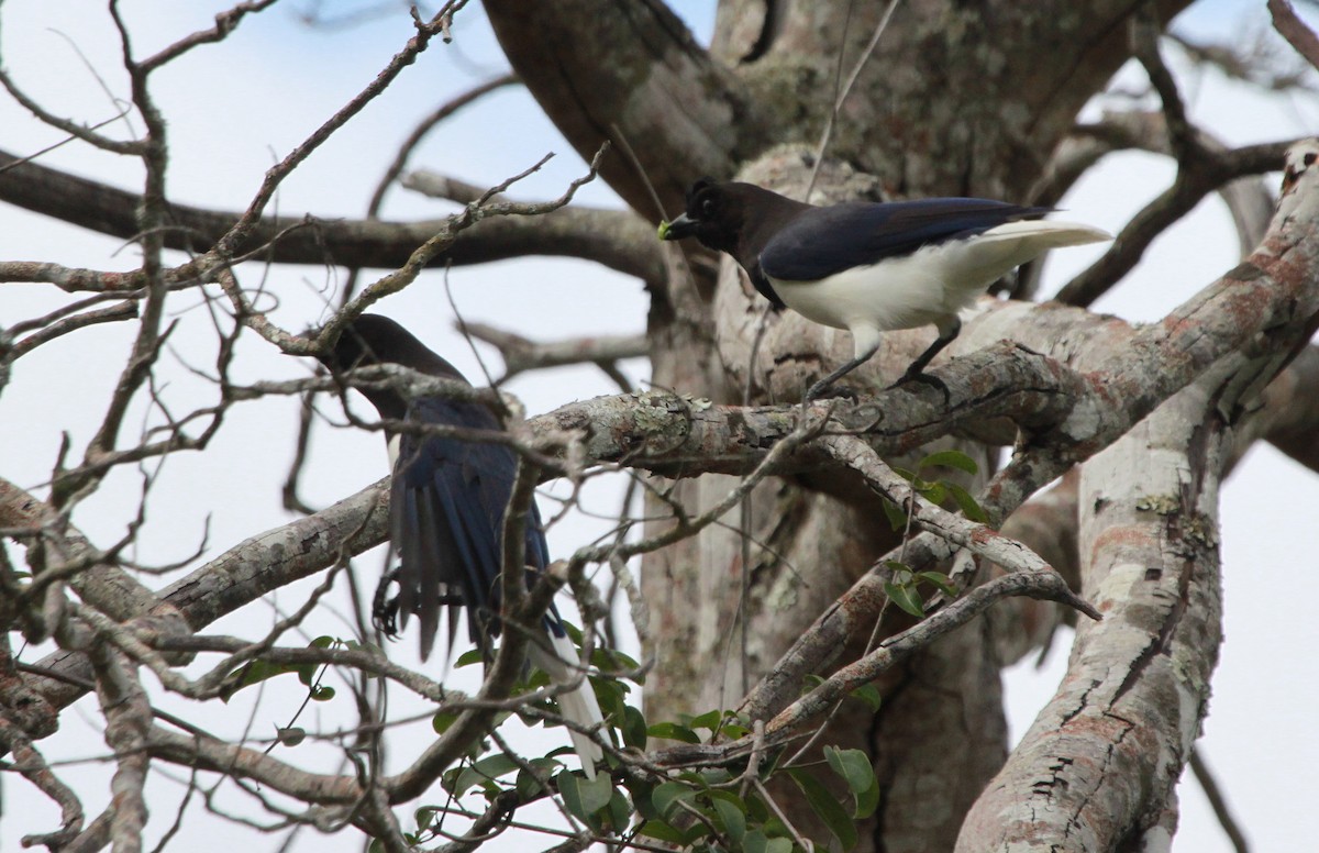 Curl-crested Jay - ML78302851