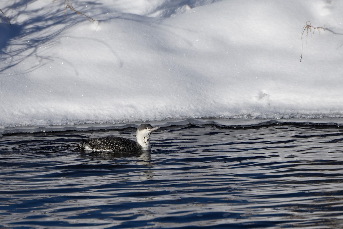 Red-throated Loon - ML78302901