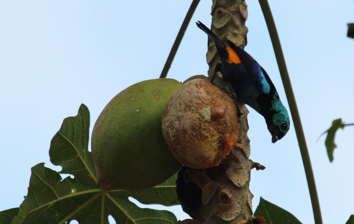 Seven-colored Tanager - ML78307111