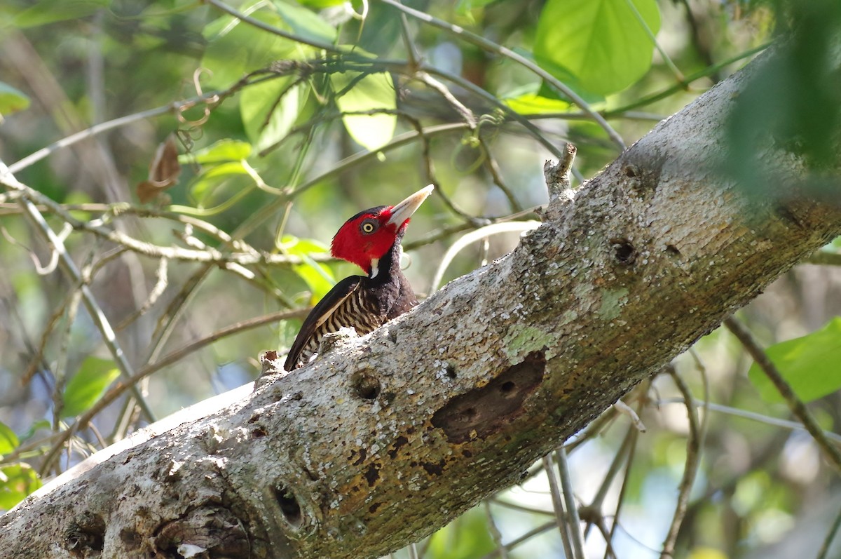 Pale-billed Woodpecker - Thibaud Aronson