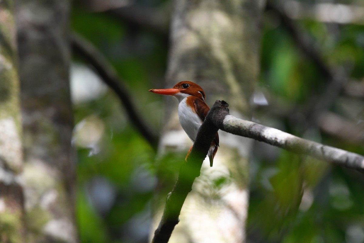 Madagascar Pygmy Kingfisher - ML78308651