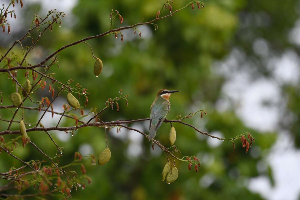 Madagascar Bee-eater - David Krueper