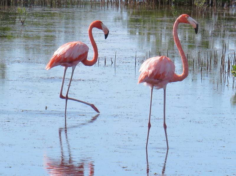 American Flamingo - Jeff Harding