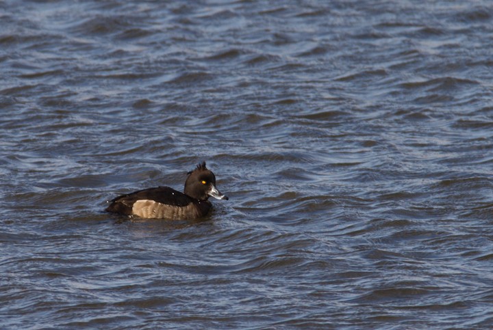 Tufted Duck - ML78313331