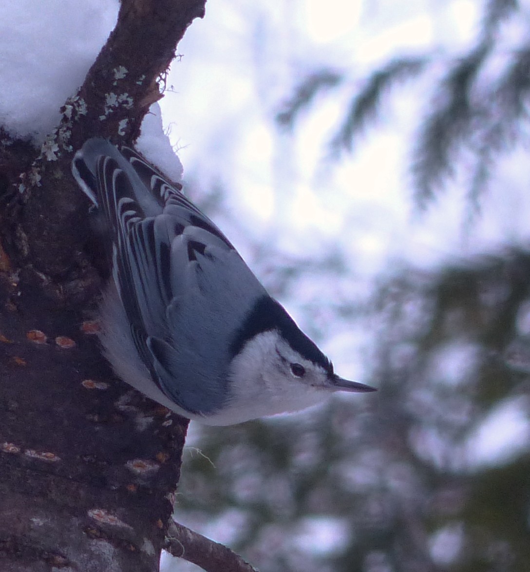 White-breasted Nuthatch - ML78313531