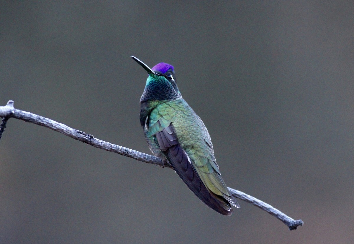 Rivoli's Hummingbird - ML78315011