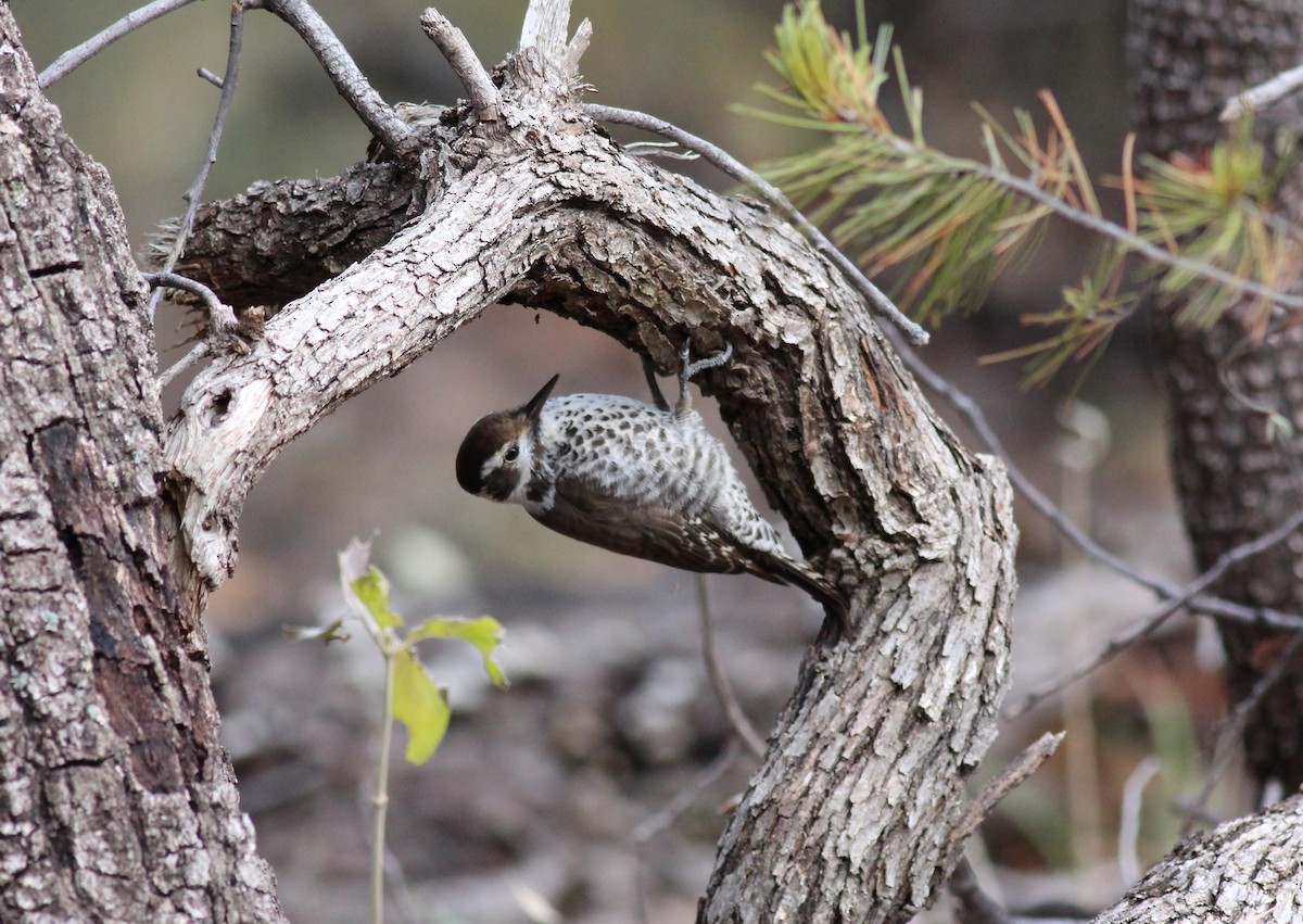 Arizona Woodpecker - Jamie Adams