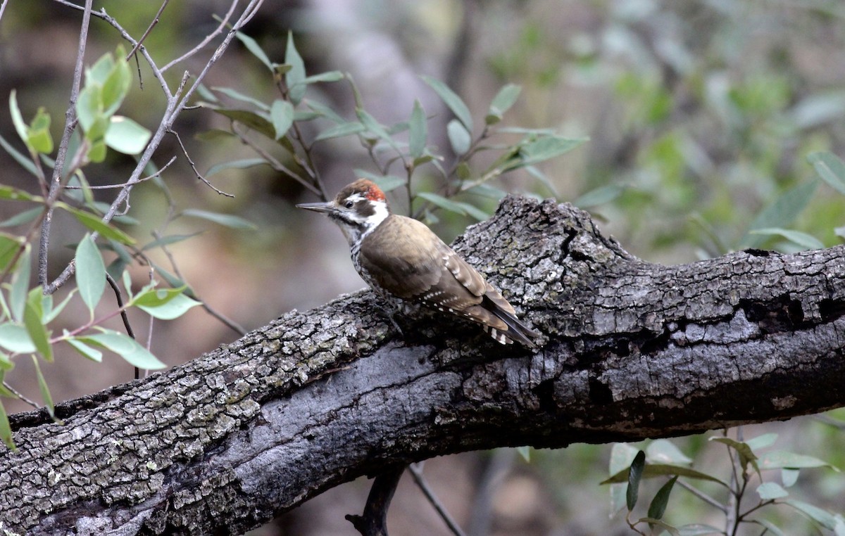 Arizona Woodpecker - ML78315121