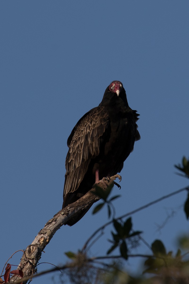 Turkey Vulture - Lynette Spence