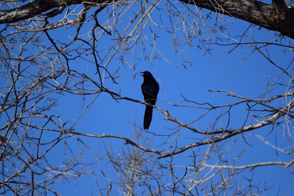 Great-tailed Grackle - ML78318151