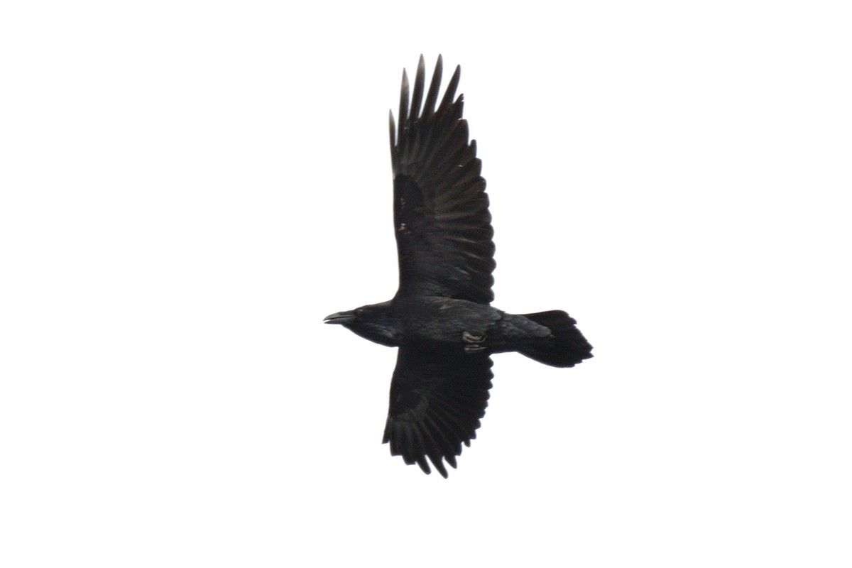 Common Raven - Hugh Whelan