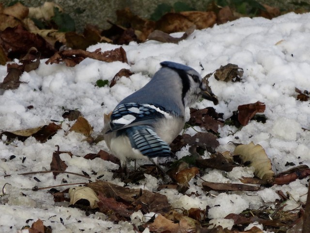 Blue Jay - Vermont eBird