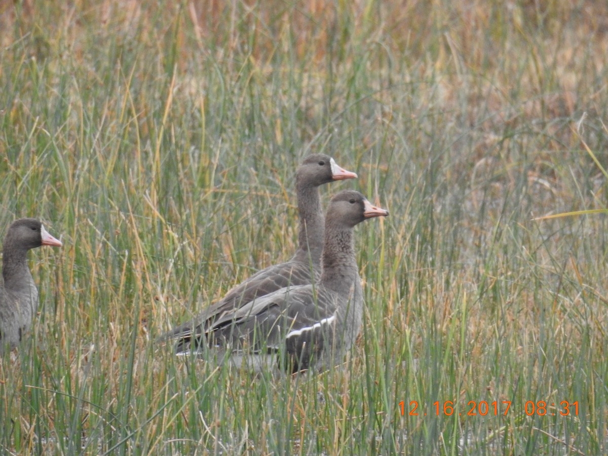 Greater White-fronted Goose - ML78333071