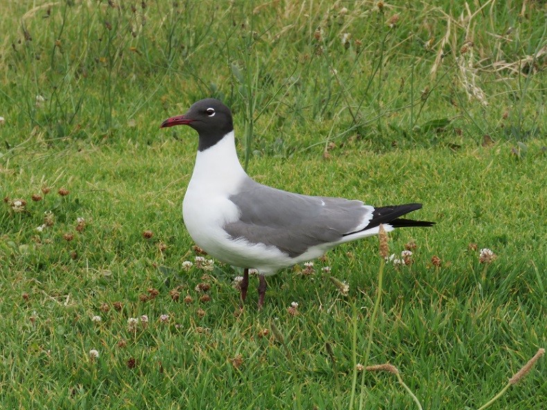 Laughing Gull - Russell Cannings