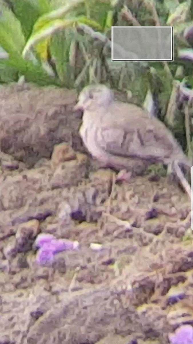 Plain-breasted Ground Dove - rudy gelis