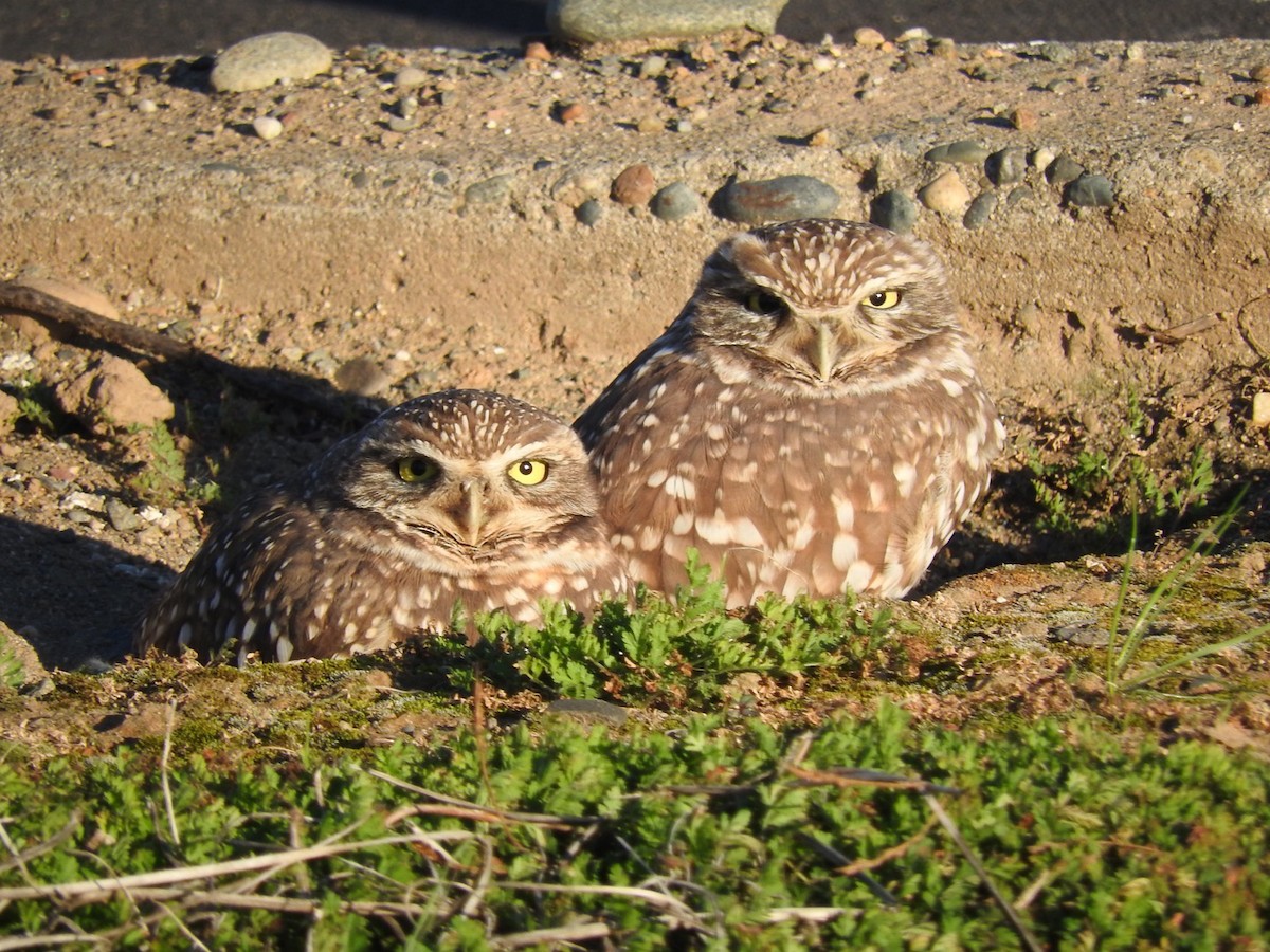 Burrowing Owl - Ronan Nicholson