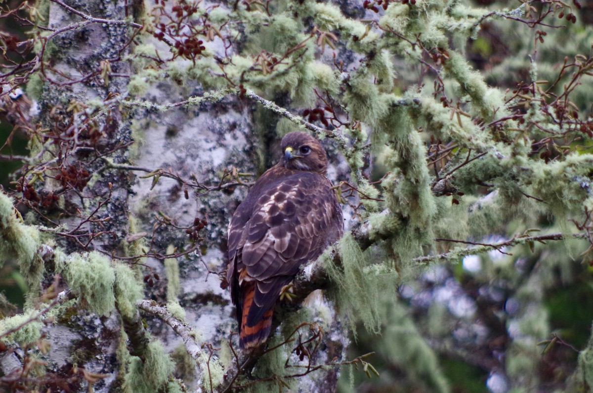 Red-tailed Hawk - Alex Patia