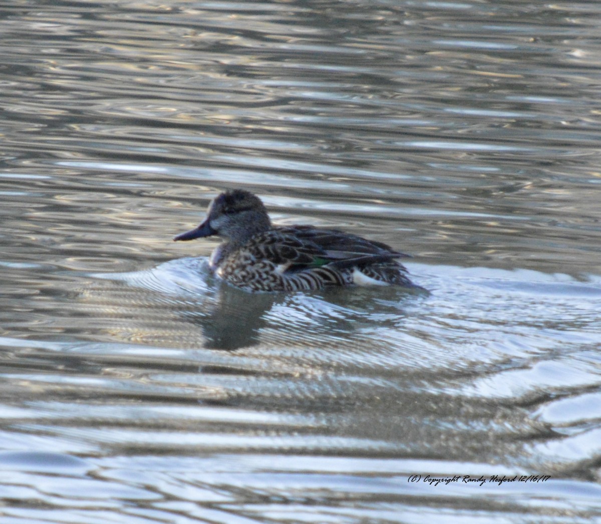 Green-winged Teal - ML78344251