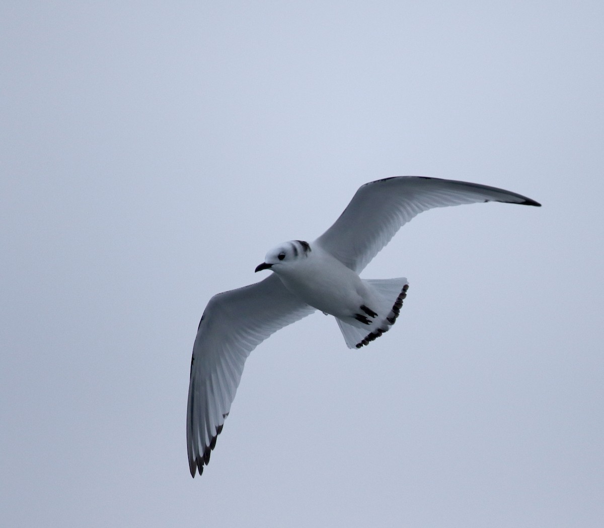 Mouette tridactyle - ML78344401