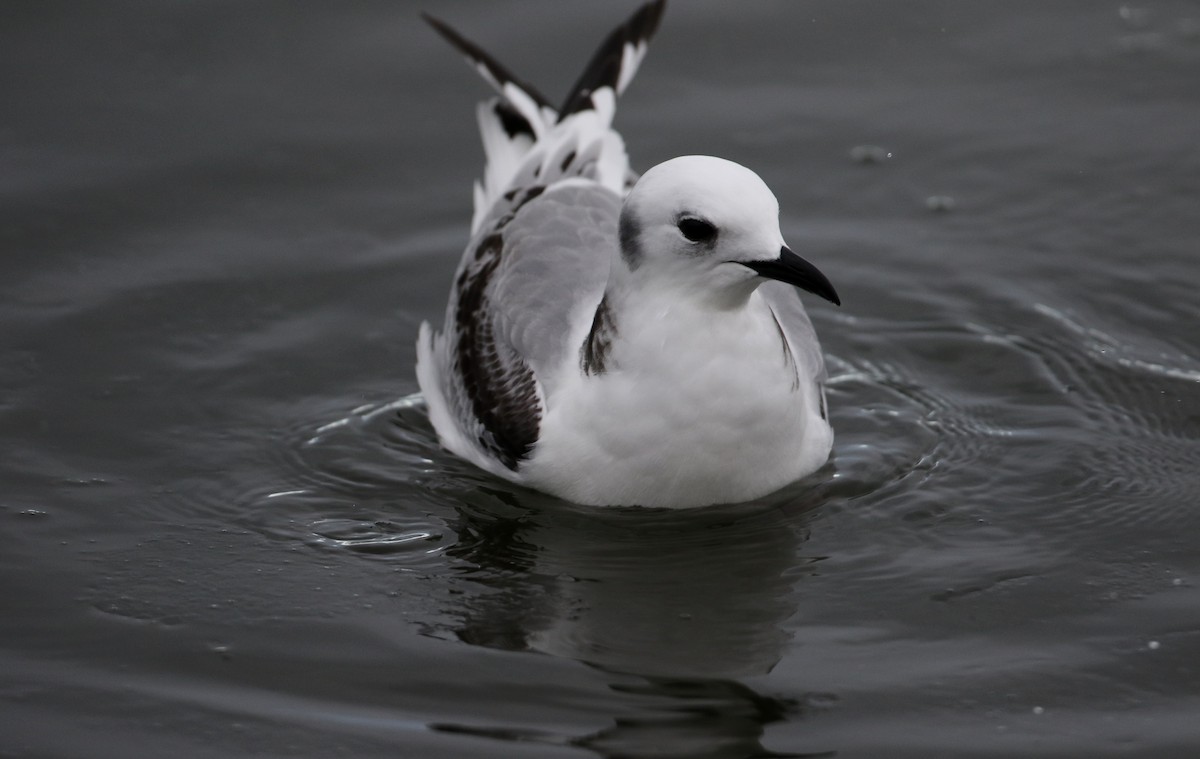 Mouette tridactyle - ML78344641
