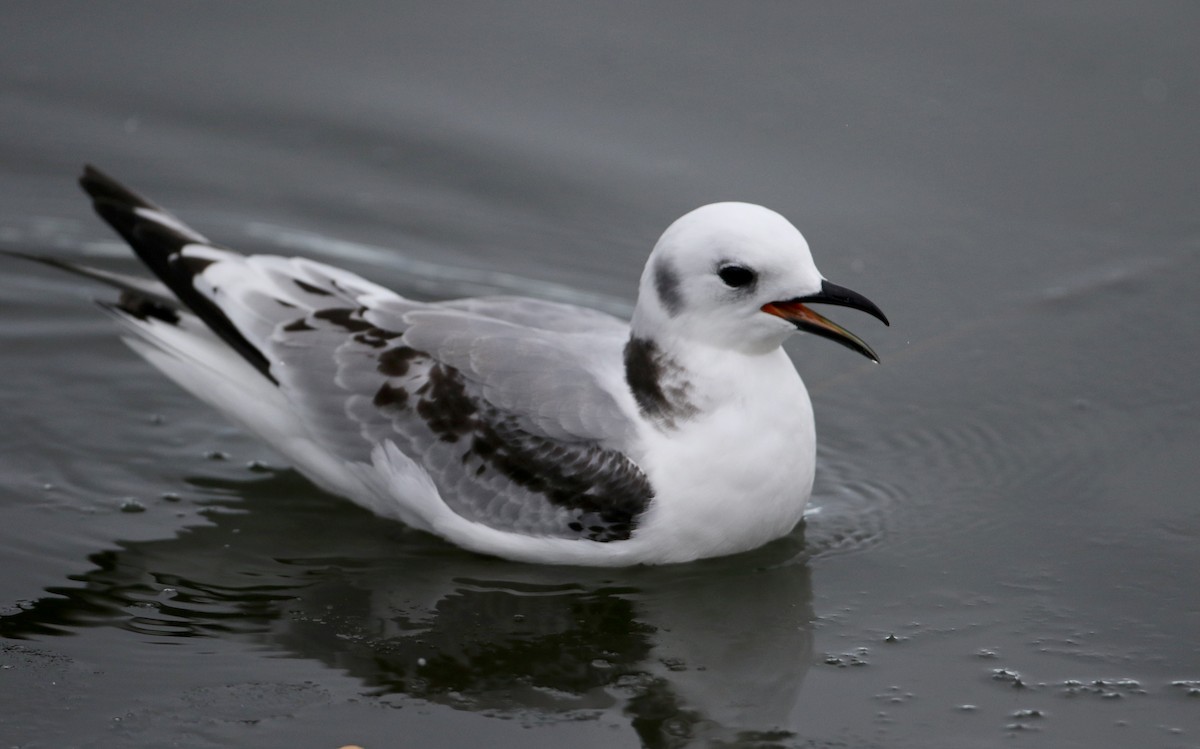 Mouette tridactyle - ML78344821
