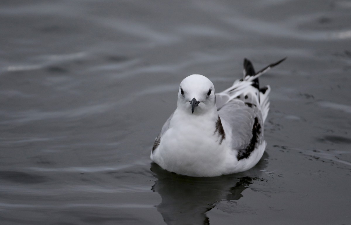 Mouette tridactyle - ML78344961