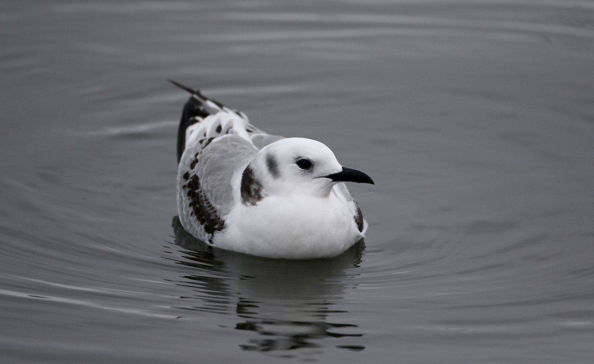 Mouette tridactyle - ML78344971