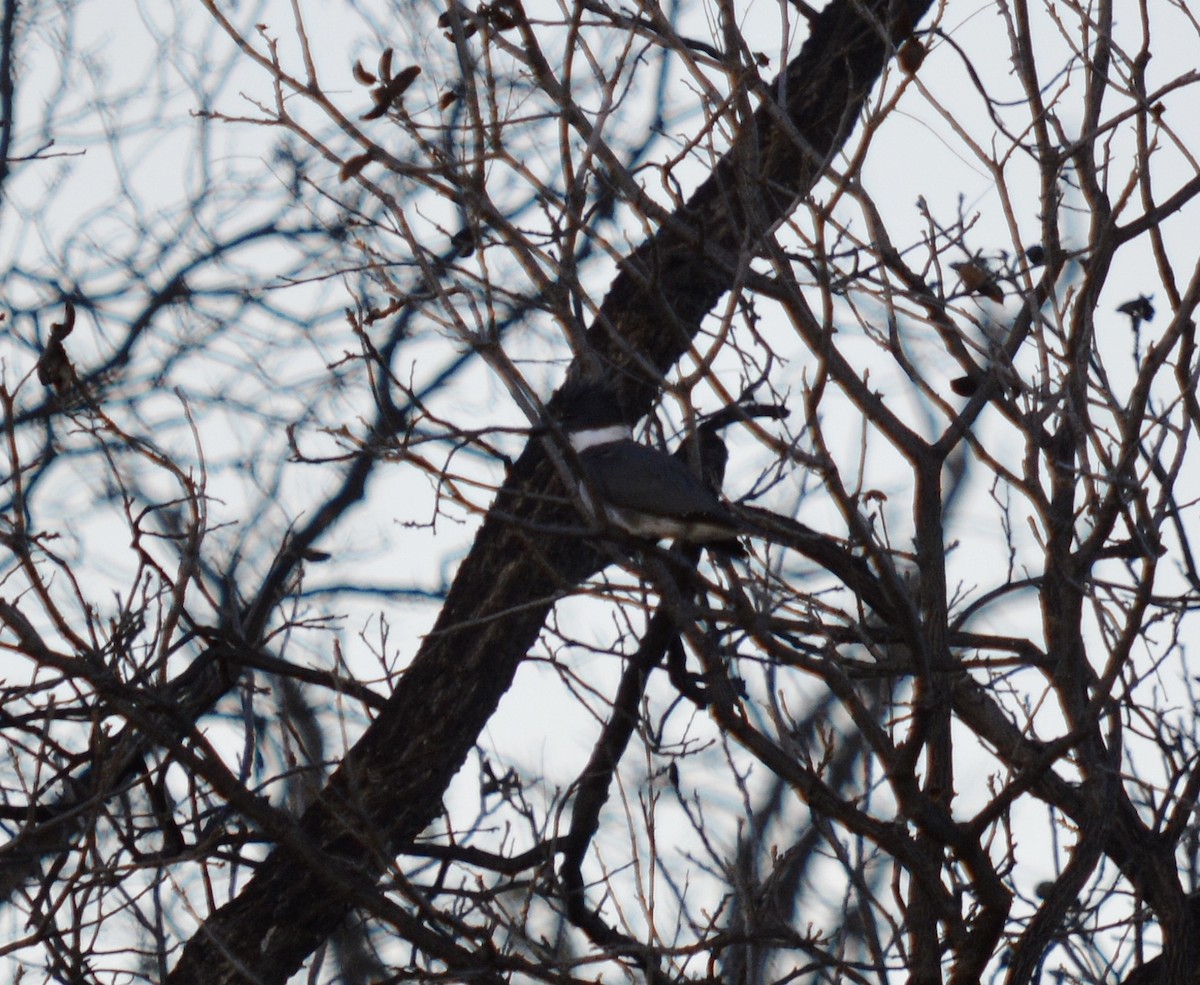 Belted Kingfisher - ML78345251