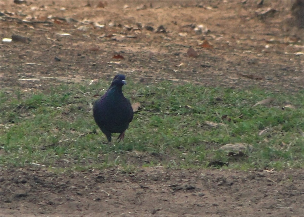 Rock Pigeon (Feral Pigeon) - ML78347231
