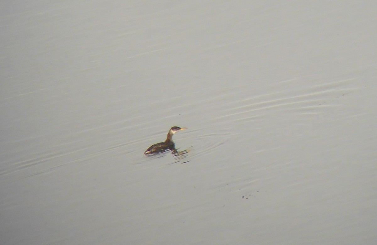 Red-necked Grebe - ML78348151
