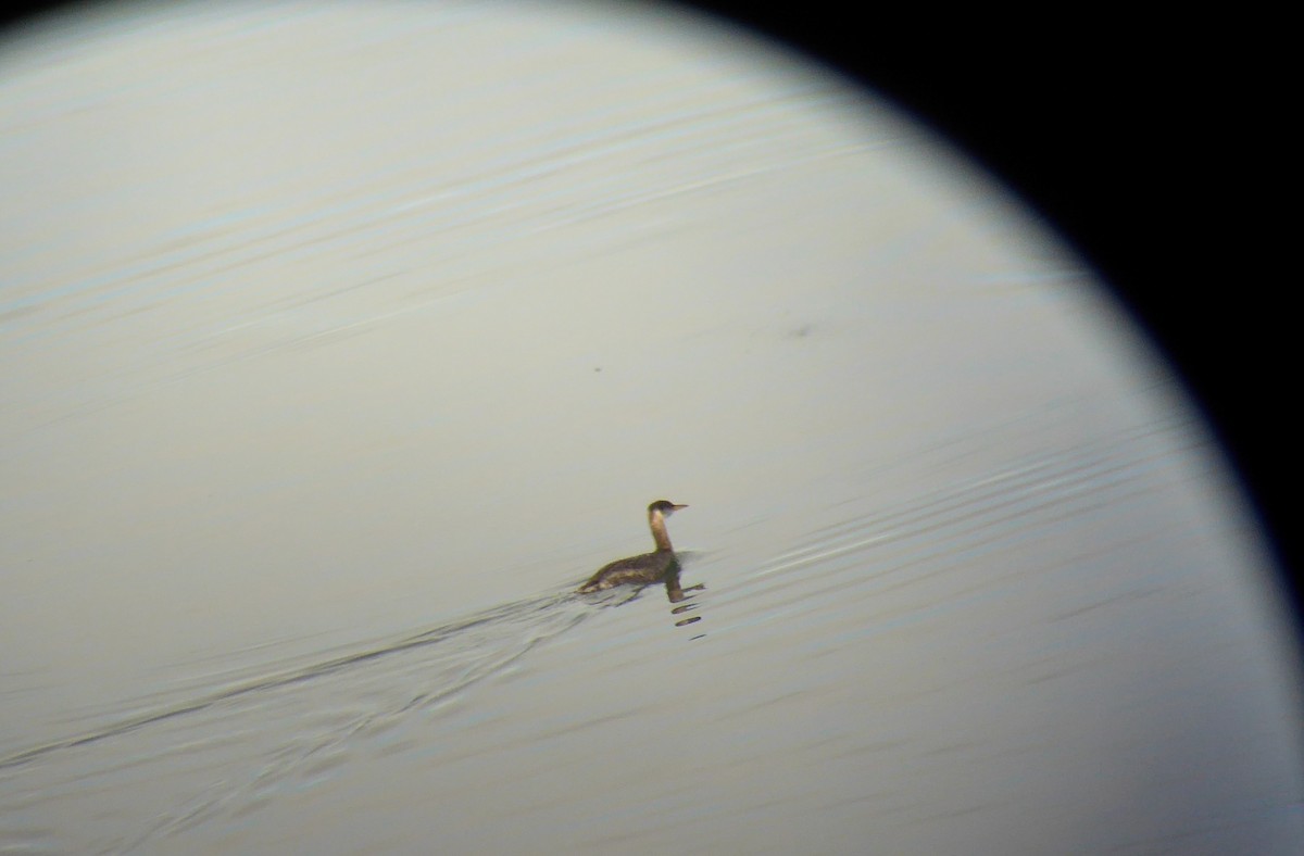 Red-necked Grebe - ML78348161
