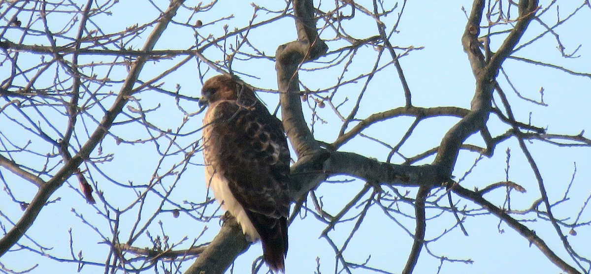 Red-tailed Hawk - ML78354341