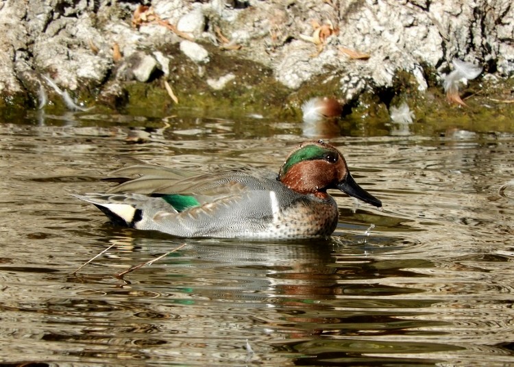 Green-winged Teal - ML78358571