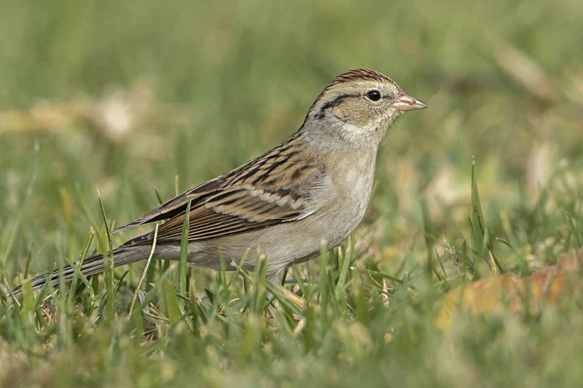 Chipping Sparrow - ML78360741