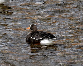 Greater White-fronted Goose, ML78362131