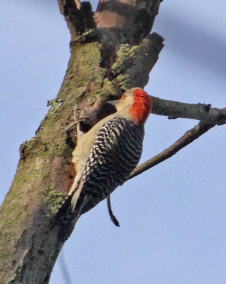 Red-bellied Woodpecker - Dan Kempf