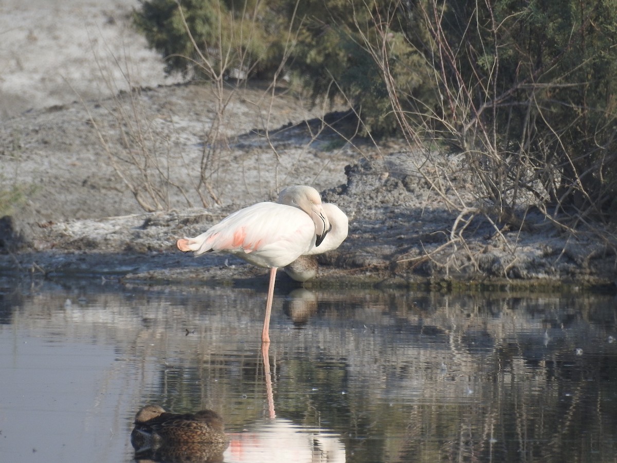 Greater Flamingo - Raja Bandi