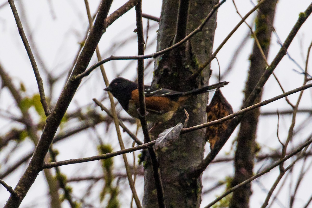 Spotted Towhee - ML78364771