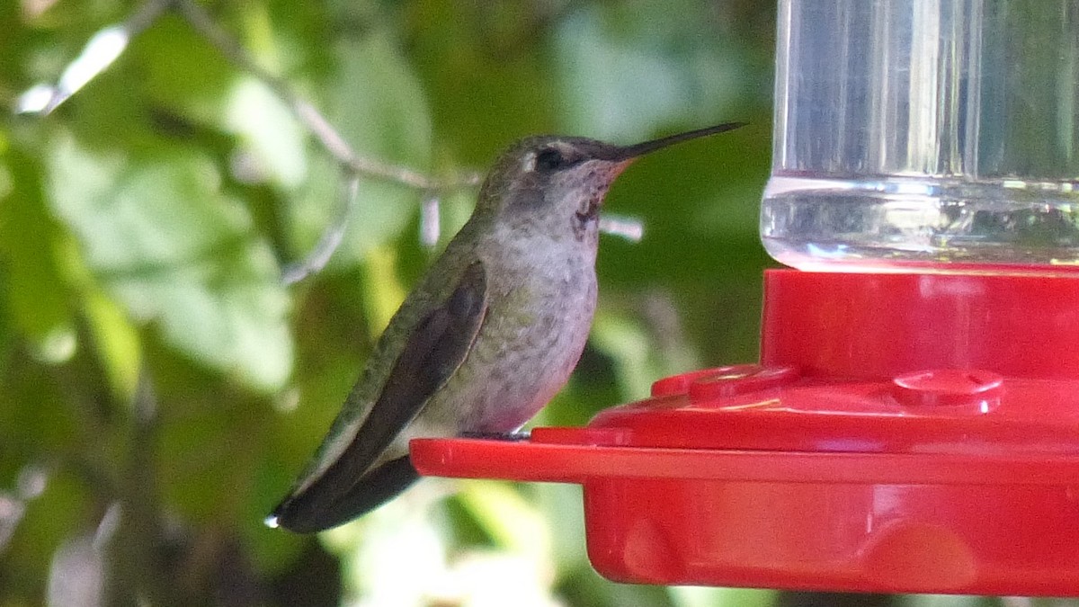 Anna's Hummingbird - ML78368231