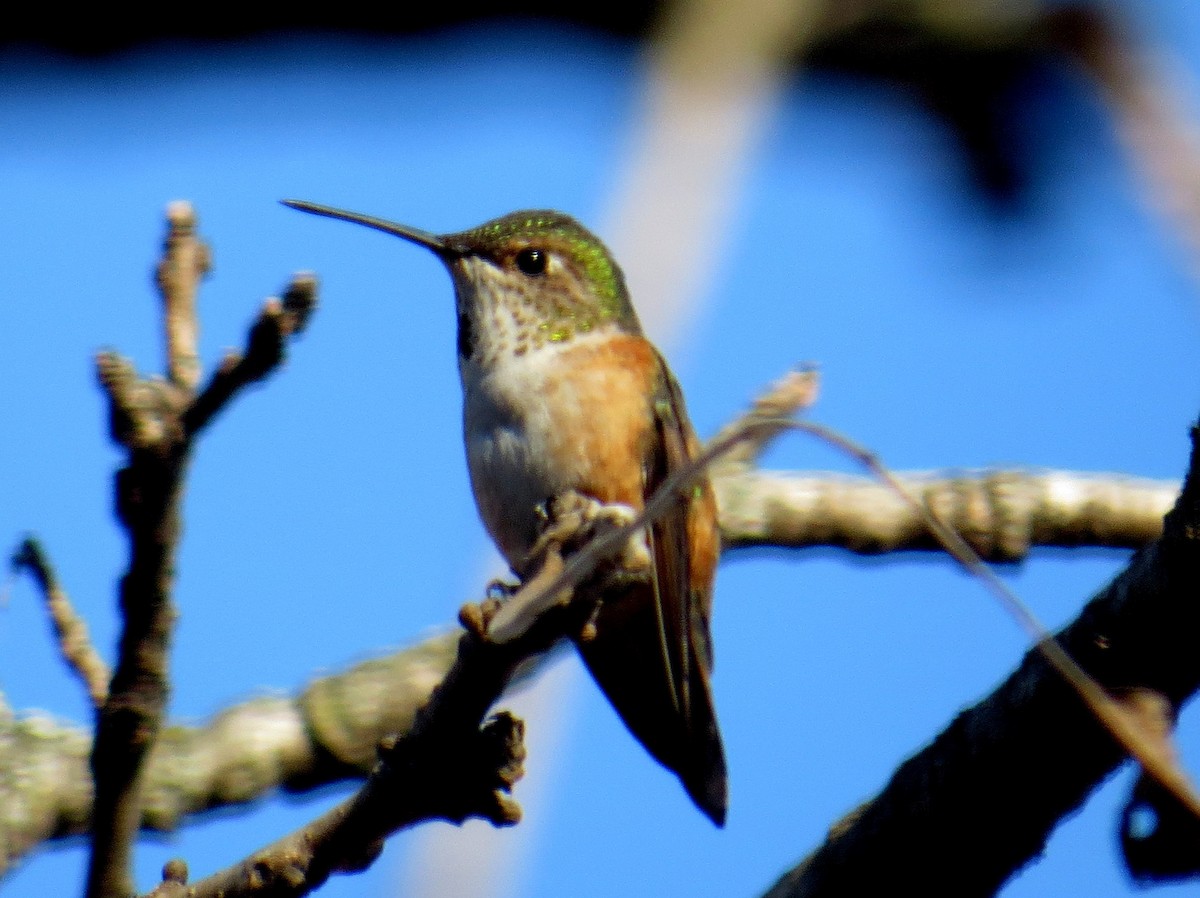 Rufous Hummingbird - ML78368851