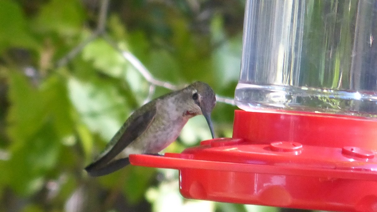 Anna's Hummingbird - ML78368991