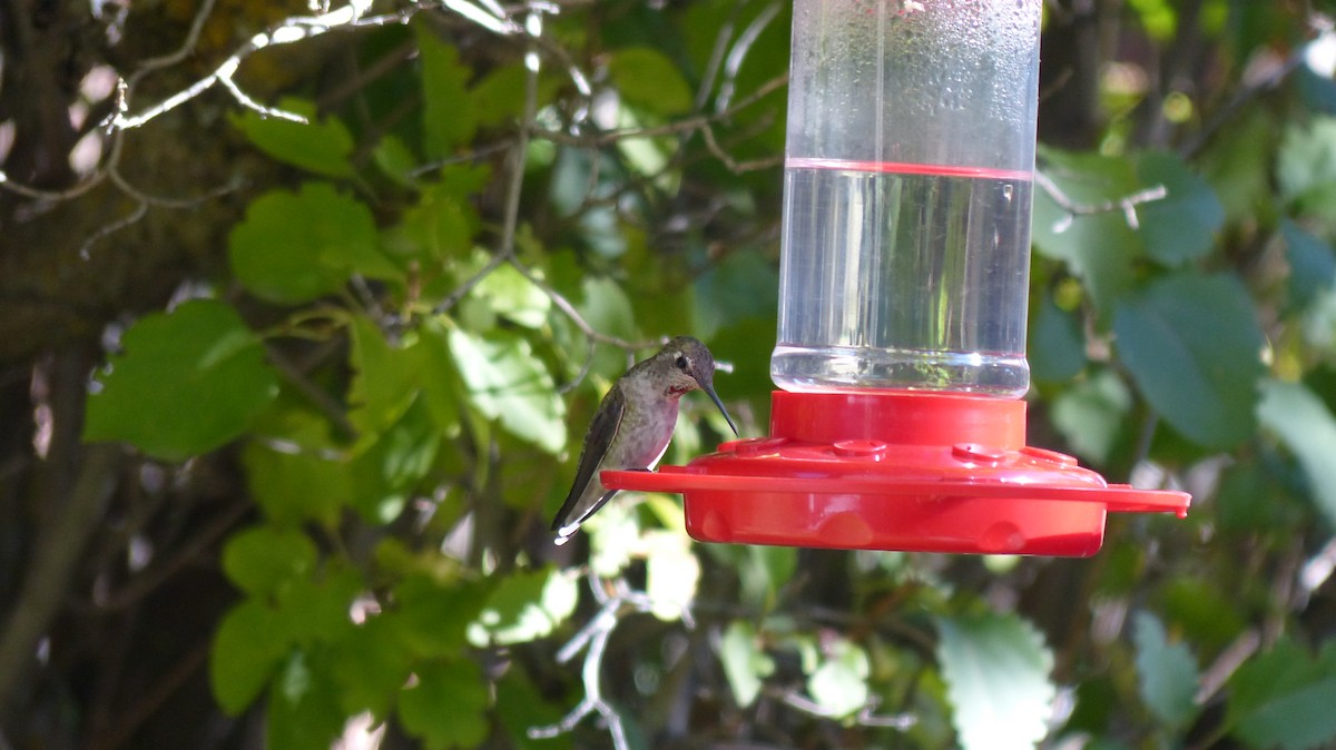 Anna's Hummingbird - ML78369011