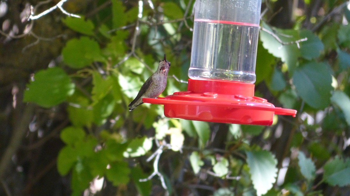 Anna's Hummingbird - ML78369021