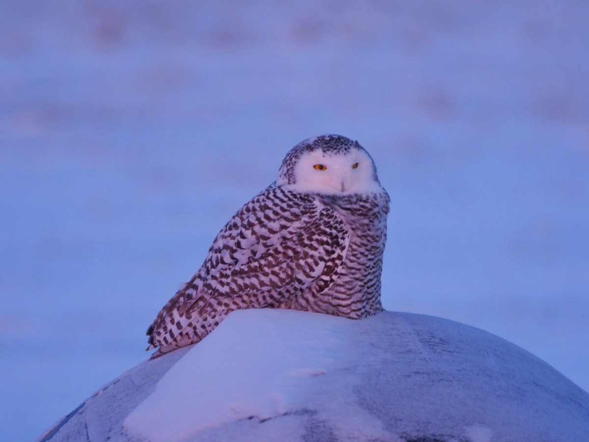 Snowy Owl - ML78369541