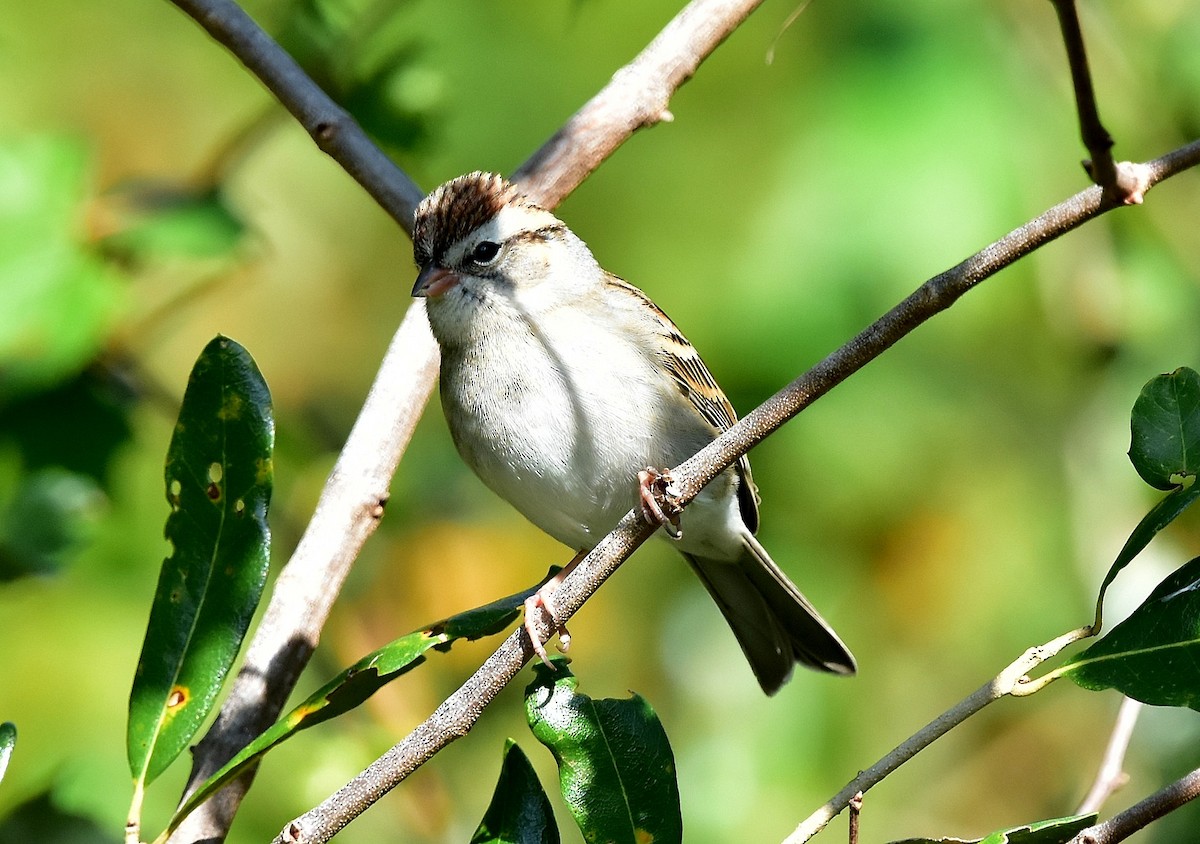 Chipping Sparrow - ML78369731