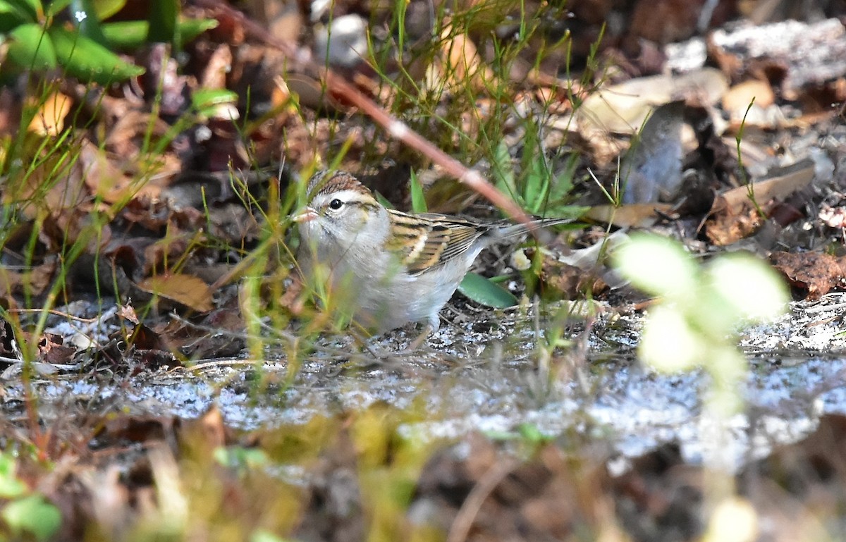 Chipping Sparrow - ML78369791