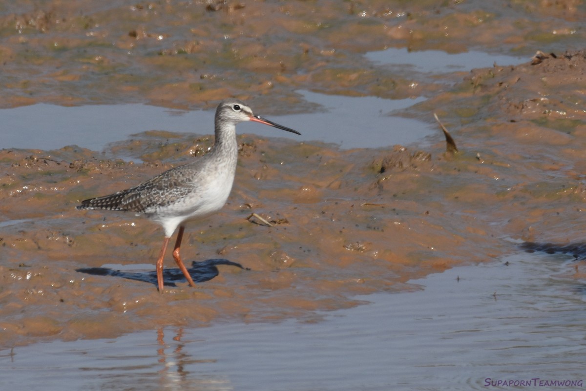 Spotted Redshank - Supaporn Teamwong